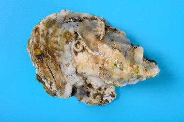 Üst görünüm istiridye kabuğu mavi arkaplan