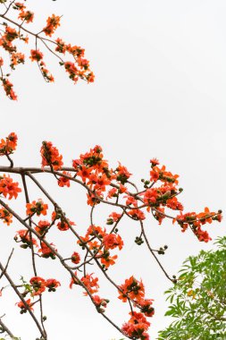çiçek açan Bombax ceiba veya kırmızı pamuk ağacı