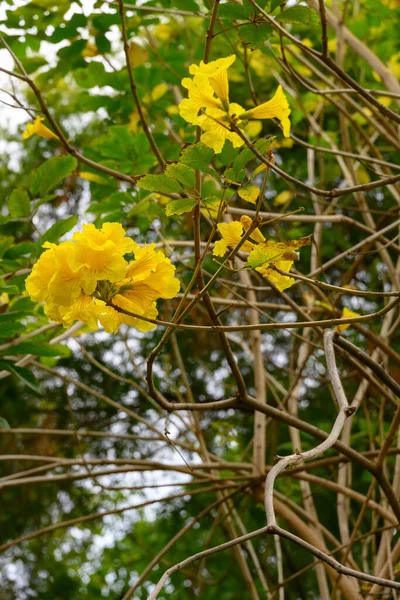 Kvetoucí Guayacan Nebo Handroanthus Chrysanthus Nebo Golden Bell Tree — Stock fotografie