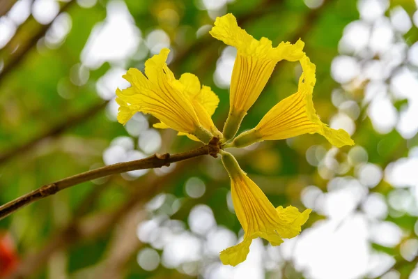 Kvetoucí Guayacan Nebo Handroanthus Chrysanthus Nebo Golden Bell Tree — Stock fotografie