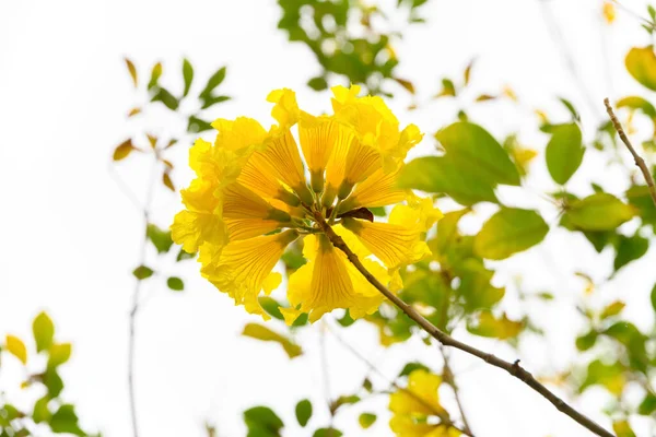 Blühender Guayacan Oder Handroanthus Chrysanthus Oder Goldener Glockenbaum — Stockfoto