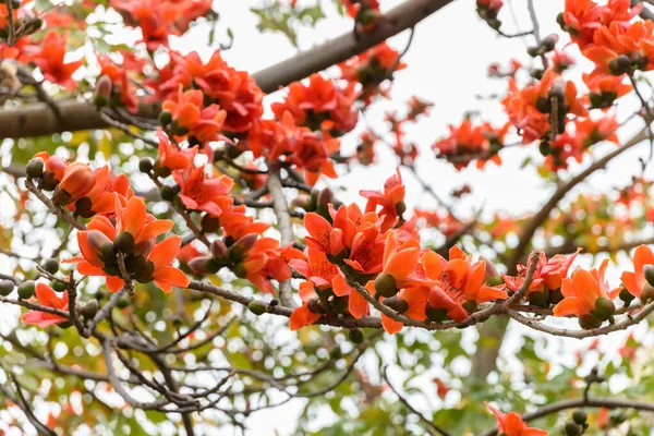 Florescendo Bombax Ceiba Árvore Algodão Vermelho — Fotografia de Stock