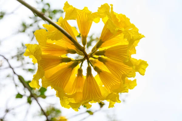 Blühender Guayacan Oder Handroanthus Chrysanthus Oder Goldener Glockenbaum — Stockfoto