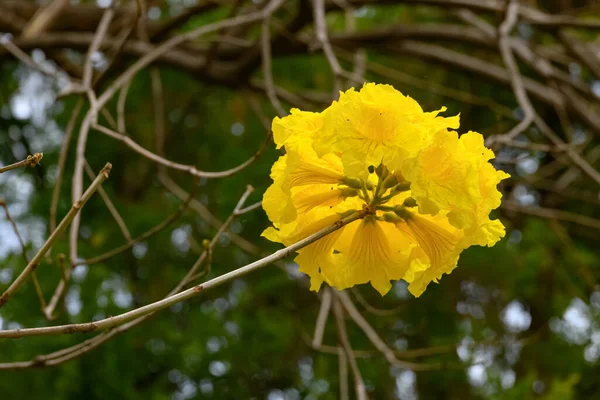 Blühender Guayacan Oder Handroanthus Chrysanthus Oder Goldener Glockenbaum — Stockfoto