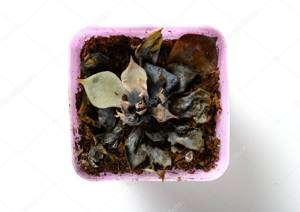 top view pot of faded succulent plant on white