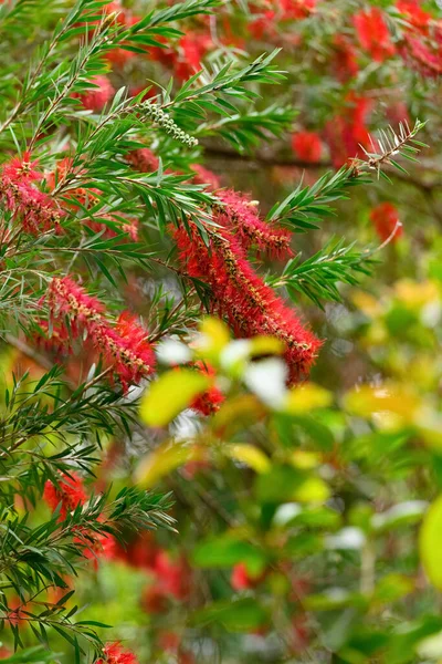 Fioritura Fiore Bottiglia Primavera — Foto Stock