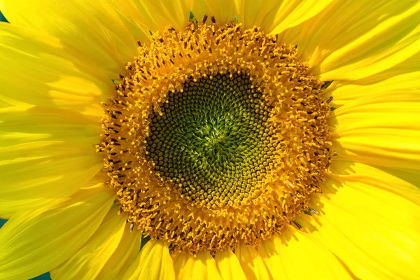 Blooming Sunflowers Sunny Morning Close — Stock Photo, Image