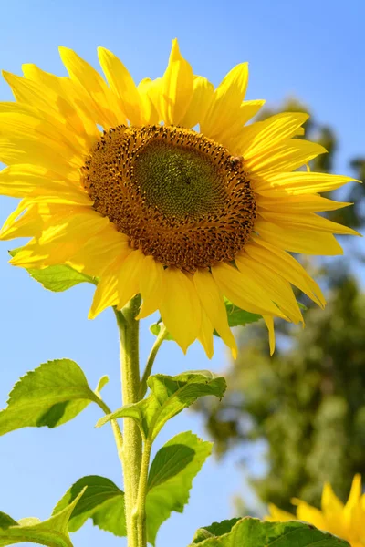 Blooming Sunflowers Sunny Morning Close Vertical Composition — Stock Photo, Image