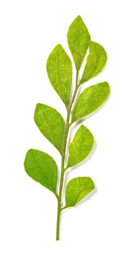 Beyaz arkaplanda kuru yapraklar