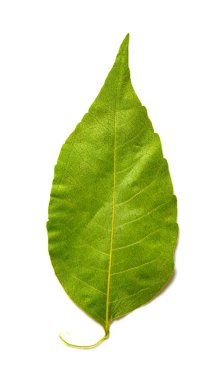 beyaz zemin üzerine kuru yaprak