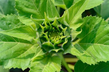 Olgunlaşmamış ayçiçeği yatay bileşime yaklaşıyor