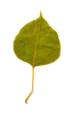 beyaz zemin üzerine kuru yaprak