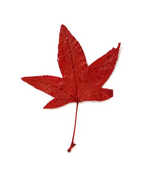 Blade Red Maple Leaf White Background — Stock Photo, Image