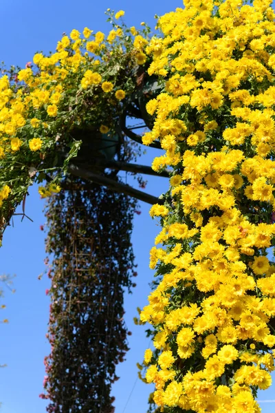 Sok Kis Sárga Krizantém Virágok Függőleges Összetétele — Stock Fotó