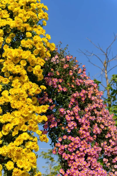 Lotes Pequenas Flores Amarelas Lilás Crisântemo Composição Vertical — Fotografia de Stock