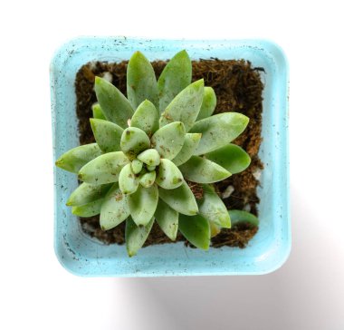 Beyaz arka planda yeşil sulu bitkinin üst görünümü