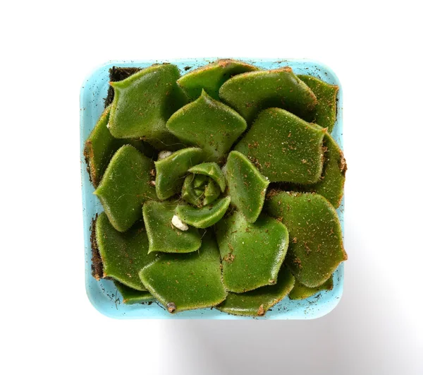 Top View Pot Green Succulent Plant White Background — Stock Photo, Image
