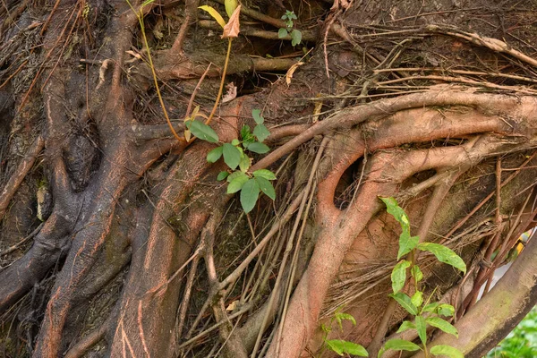 Raíz Árbol Árbol Viejo —  Fotos de Stock