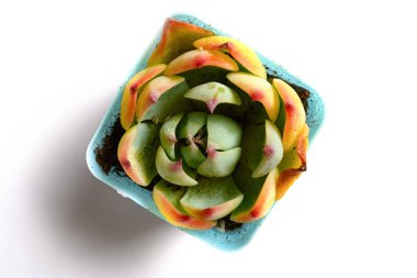 Beyaz arka planda yeşil sulu bitkinin üst görünümü