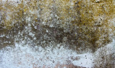 Yosun elementli eski beton duvar