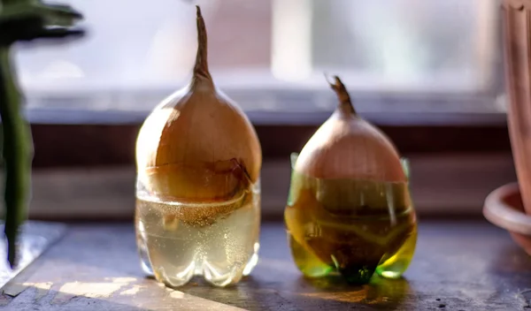 Pencere kenarındaki plastik bir kavanozda soğan. Sebzeler, zorla..