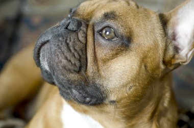Bir Fransız bulldog 'unun yüzü.