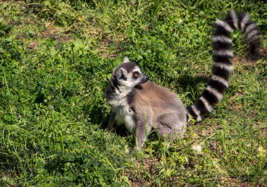 Lemur doğanın çimlerinde oturur..