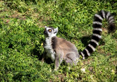 Lemur doğanın çimlerinde oturur..