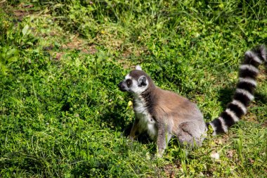 Lemur doğanın çimlerinde oturur..