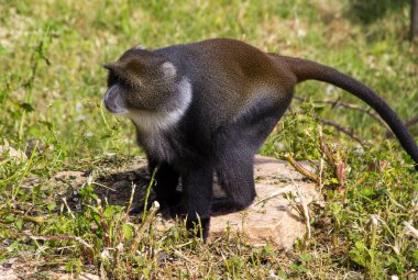 Maymun hareket halinde. Bir taşın üzerinde otururken.