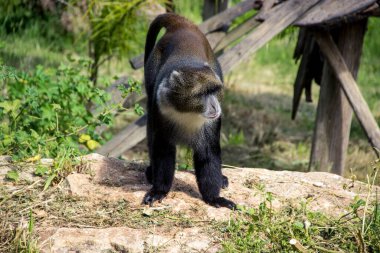 Maymun hareket halinde. Bir taşın üzerinde otururken.