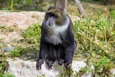 Maymun hareket halinde. Bir taşın üzerinde otururken.