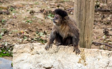 Maymun hareket halinde. Tırmanan ağaçlar. 