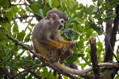 Maymun hareket halinde. Tırmanan ağaçlar. 