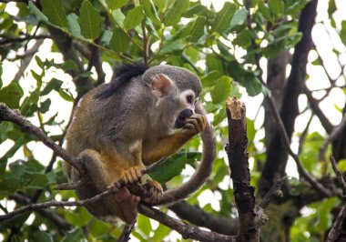 Maymun hareket halinde. Tırmanan ağaçlar. 