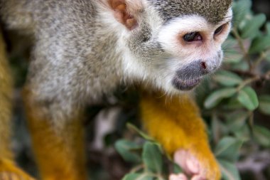 Maymun hareket halinde. Tırmanan ağaçlar. 