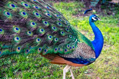 Güzel tavus kuşu kuyruğunu kıyı şeridine kıstırmış.