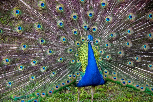 Belo Pavão Com Sua Cauda Costa — Fotografia de Stock