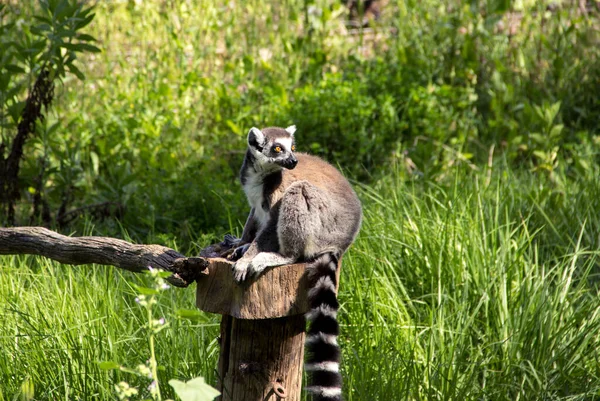 Lemur Senta Grama Natureza — Fotografia de Stock
