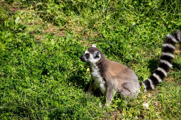 Lemur Asienta Hierba Sobre Naturaleza — Foto de Stock