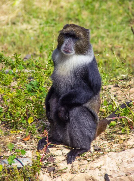 Monyet Dalam Gerakan Alam Duduk Atas Batu — Stok Foto