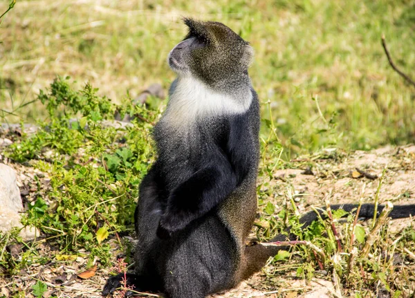 Aap Natuur Beweging Zittend Een Steen — Stockfoto