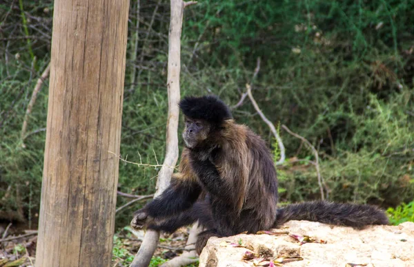 Macaco Natureza Movimento Sentado Uma Pedra — Fotografia de Stock