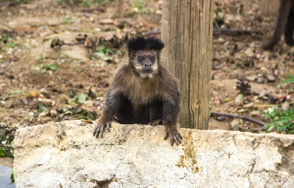 Macaco Natureza Movimento Sentado Uma Pedra — Fotografia de Stock
