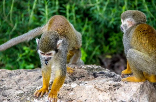 Affe Der Natur Bewegung Auf Bäume Klettern — Stockfoto