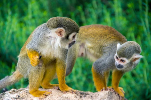 Affe Der Natur Bewegung Auf Bäume Klettern — Stockfoto