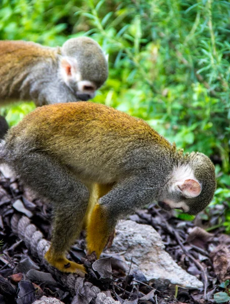 Aap Natuur Beweging Klimmende Bomen — Stockfoto