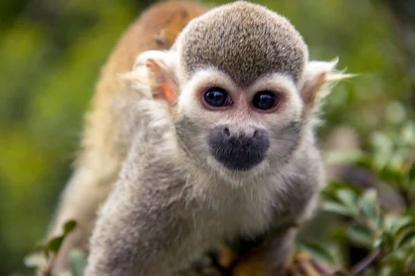 Μαϊμού Στη Φύση Κίνηση Αναρρίχηση Δέντρων — Φωτογραφία Αρχείου
