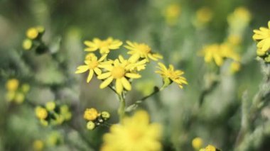 bahar çiçekleri yakın plan.