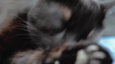 Kara kedi yaklaş. Başını hareket ettir.